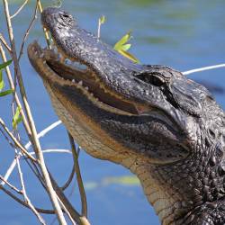 Everglades alligators show signs of trouble due to water quantity