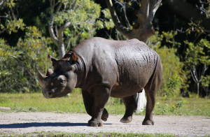 Western African Black Rhinoceros Extinct