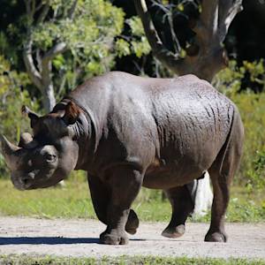 Western African Black Rhinoceros Extinct