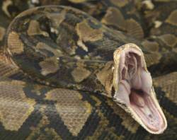 Largest Burmese python found in the Everglades despite efforts for its removal