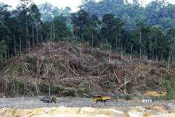 Illegal Logging in Teak Forests