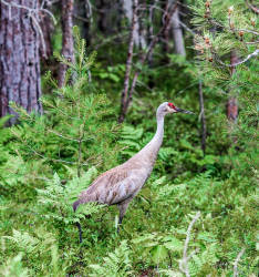 Anishinaabek People oppose removing the sandhill crane’s protections