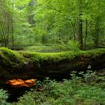 Bialowieza Forest