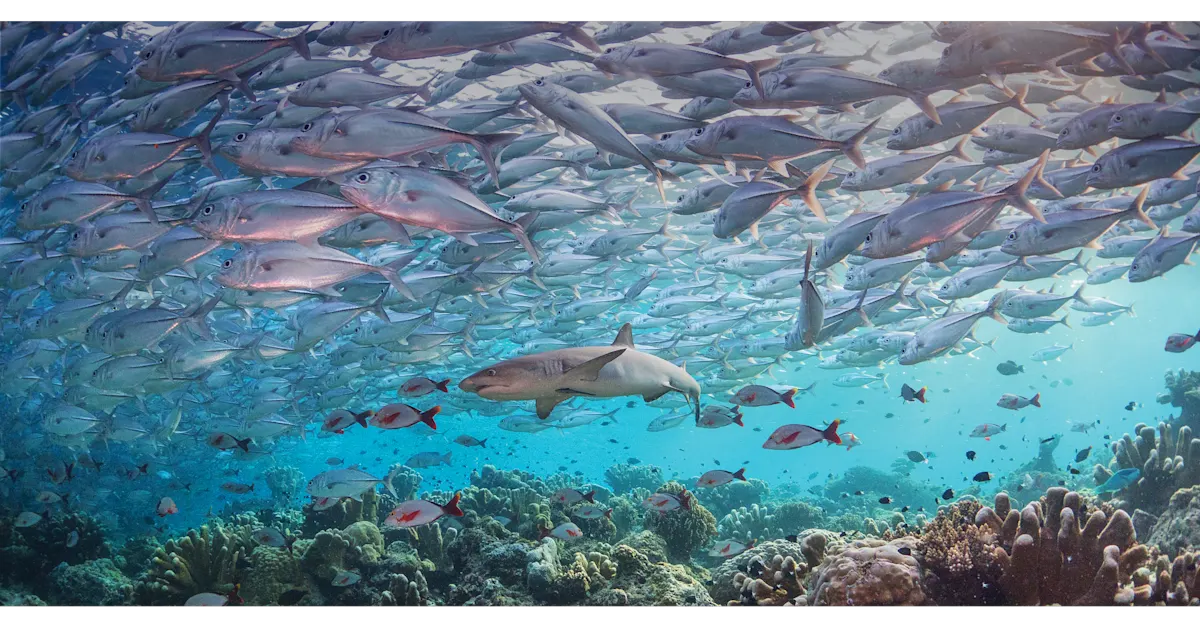 2021 Fishing & Aquaculture images - shark and school of fish