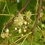 African cherry