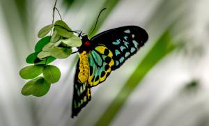 Queen Alexandra birdwing butterfly