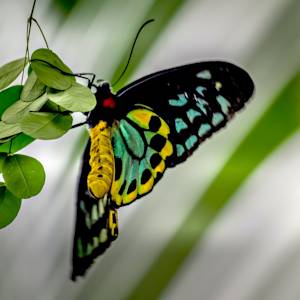 Queen Alexandra birdwing butterfly