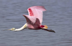 Roseate spoonbill: the pink canary in the coal mine