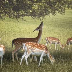 Overabundance of deer threatens bird populations