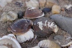 Invasive amur river clam