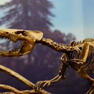 The Age of Mammals begins