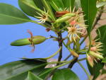 Haine's Orange Mangrove, Bruguiera hainesii