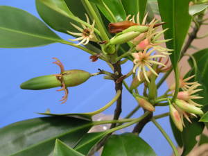 Haine's Orange Mangrove, Bruguiera hainesii