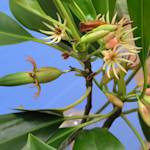 Haine's Orange Mangrove, Bruguiera hainesii
