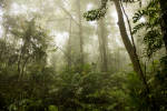 Borneo and Sumatra Forests