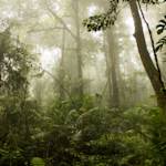 Borneo and Sumatra Forests