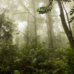 Borneo and Sumatra Forests