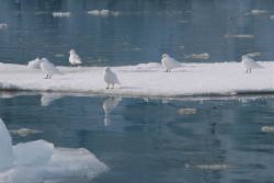 Seabirds face changing ice conditions