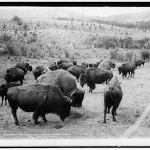 The Abundance Of Bison