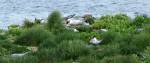 Beautiful Nested Terns