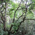 Dwindling rainforests