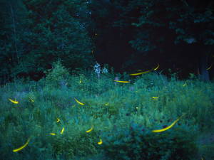 Twinkling Seas At Fireflies