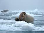 Pacific walrus