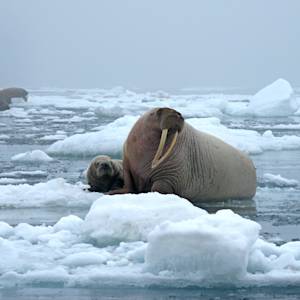 Pacific walrus
