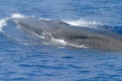 The newly identified Baleen whale is one of the most endangered marine mammal species