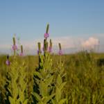 Largest prairie and wetland restoration in US, Glacial Ridge