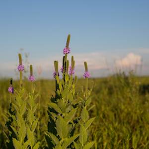 Largest prairie and wetland restoration in US, Glacial Ridge