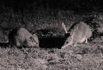 Back from the Brink: Burrowing bettong