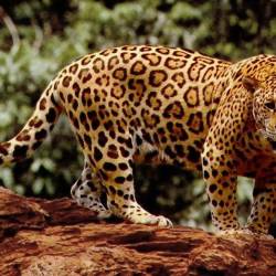 Jaguar Corridor Initiative Founded to Link Populations Through Central America