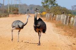 Rheas Coming Under Increased Threat