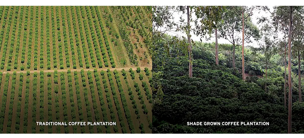 COFFEE traditional vs organic plantation