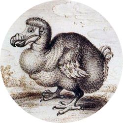 Possible last eyewitness account of a living wild Dodo