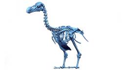 First detailed anatomy of the dodo in 150 years