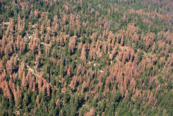 Giant Sequoias are “dying from the top down” 