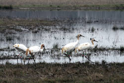 One toxic spill could wipe out whooping cranes