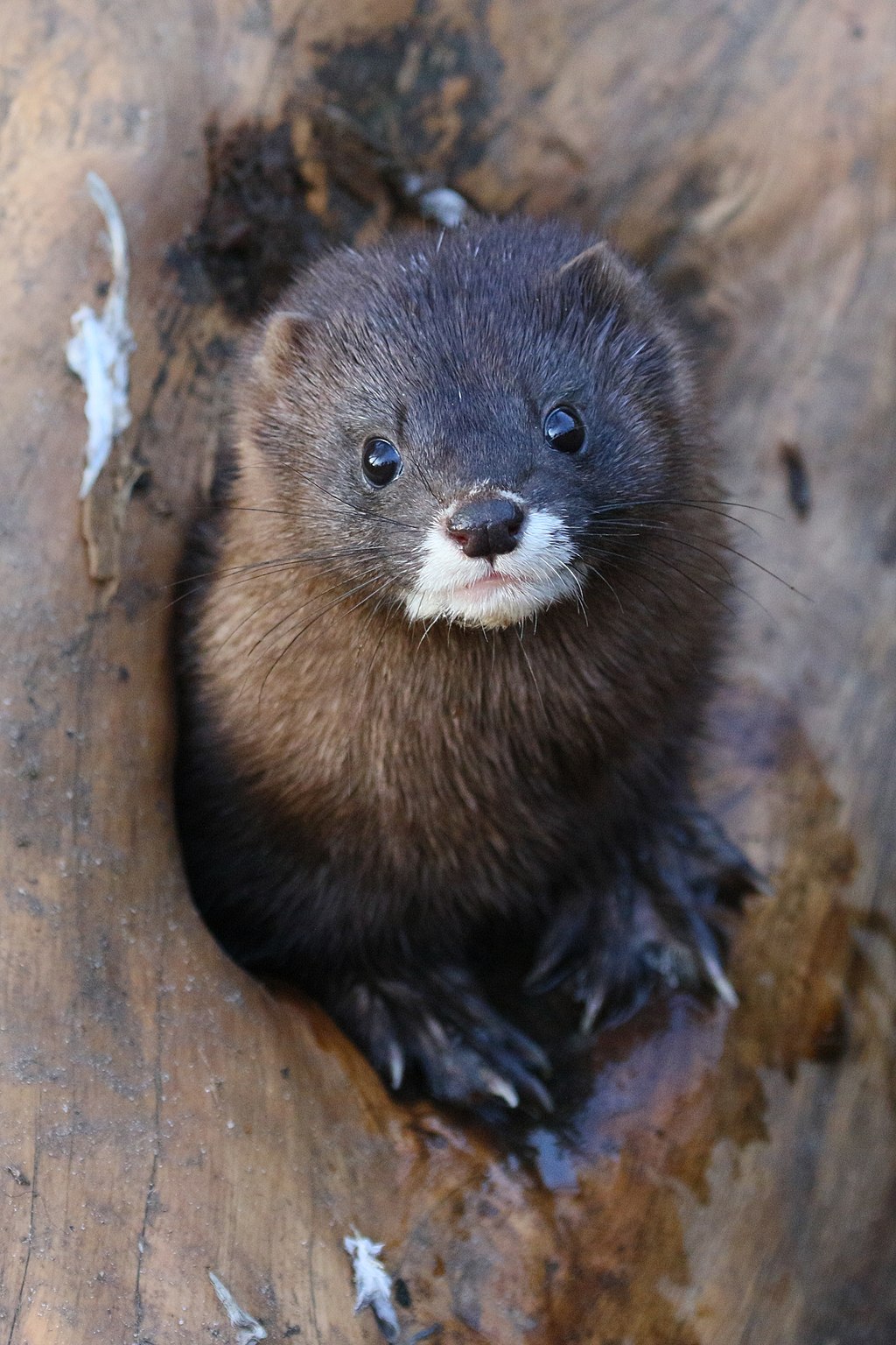 What is missing? | European mink