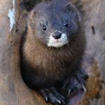 European mink