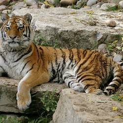 Wild Amur tiger rebounds in northern China
