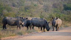 Rhino conservation in Kruger National Park