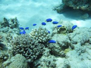 Fish Happy In The Coral Reefs