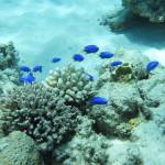 Fish Happy In The Coral Reefs