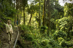 Yayu coffee forest threatened by coal industry