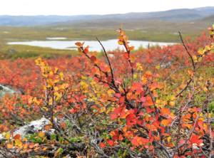 Dwarf birch