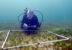 Carbon Storage in the Seagrass Beds of Abu Dhabi