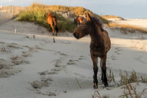 Wild Horses