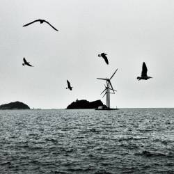 Wind turbines pose threat to eagles 